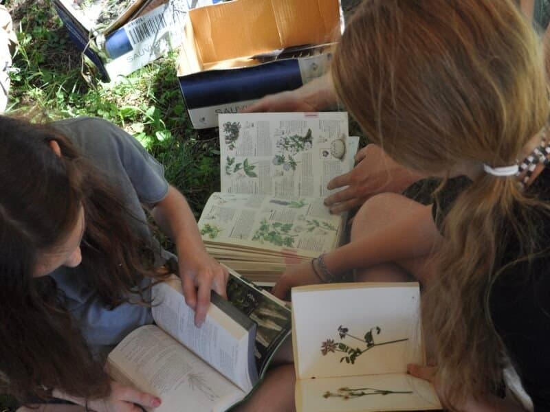 Bending Tree Education - Image 1