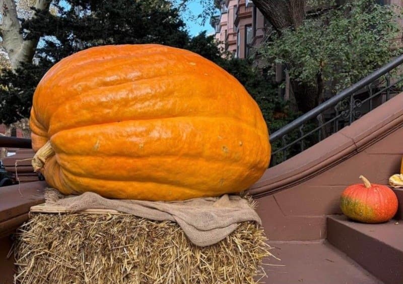 A giant orange pumpkin on a hay bale on a brownstone stoop a