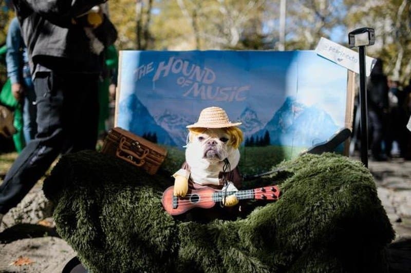 A bulldog in costume at the Great PUPkin Dog Costume Contest in Fort Greene Park